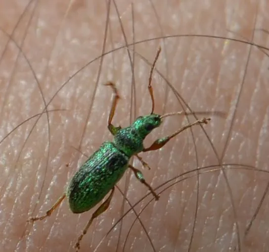 Phyllobius argentatus - ezüstös levélormányos