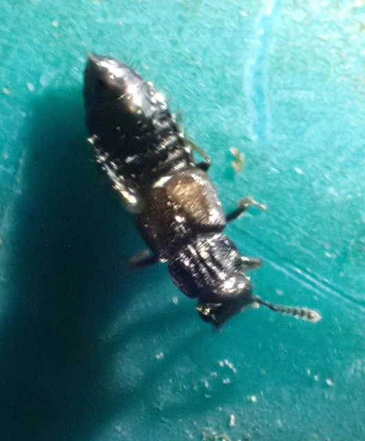Anotylus Anotylus