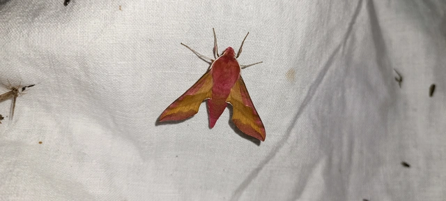 Deilephila porcellus - piros szender