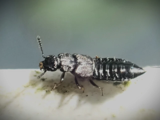 Anotylus Anotylus