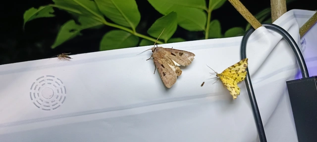 Agrotis exclamationis - felkiáltójeles földibagoly