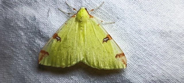 Opisthograptis luteolata - citromsárga araszoló