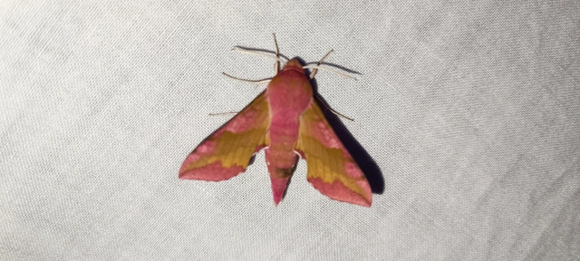 Deilephila porcellus - piros szender