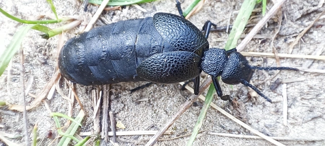 Meloe cicatricosus - óriásnünüke
