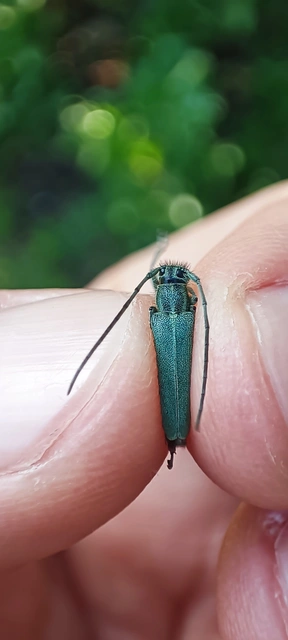 Phytoecia coerulescens - kígyósziszcincér