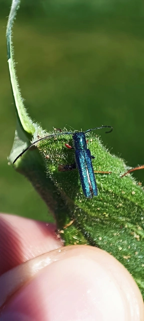Phytoecia caerulea - fémzöld fűcincér