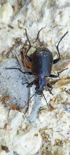 Calosoma inquisitor - kis bábrabló