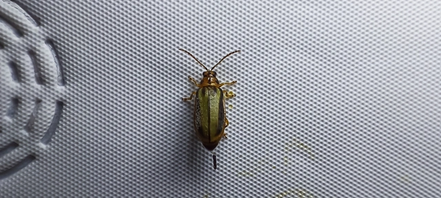 Xanthogalerucella luteola - szilfa-olajosbogár