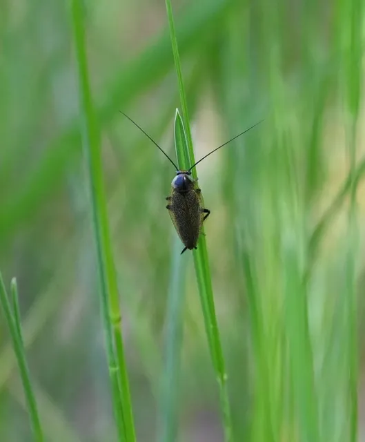 Blattodea - Csótányok