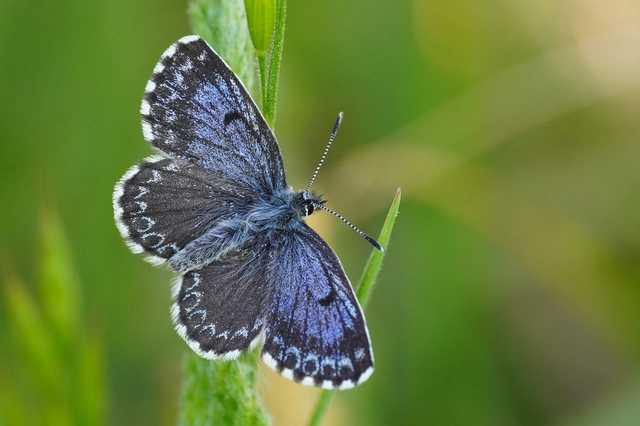 Scolitantides orion - szemes boglárka