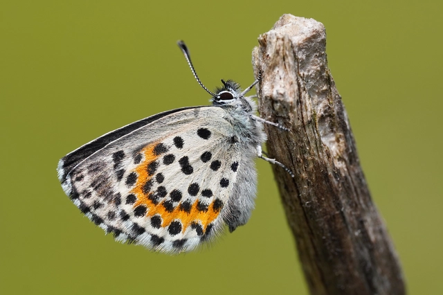 Scolitantides orion - szemes boglárka