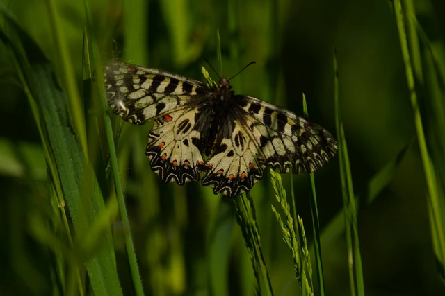 Zerynthia polyxena - farkasalmalepke
