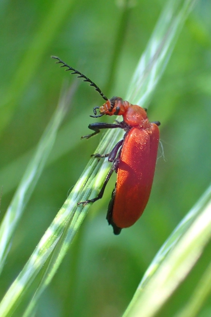Pyrochroa serraticornis - közép-bíborbogár