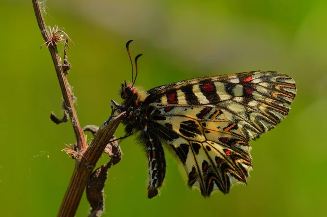 Zerynthia polyxena - farkasalmalepke