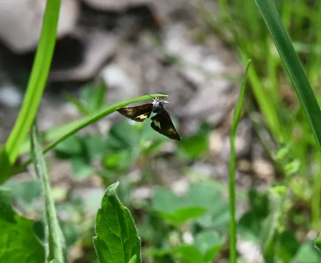 Panemeria tenebrata - apró sárgabagoly