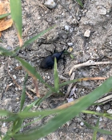 Sphenophorus