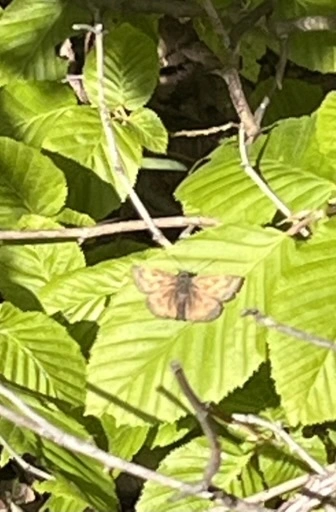 Erynnis tages - cigánylepke