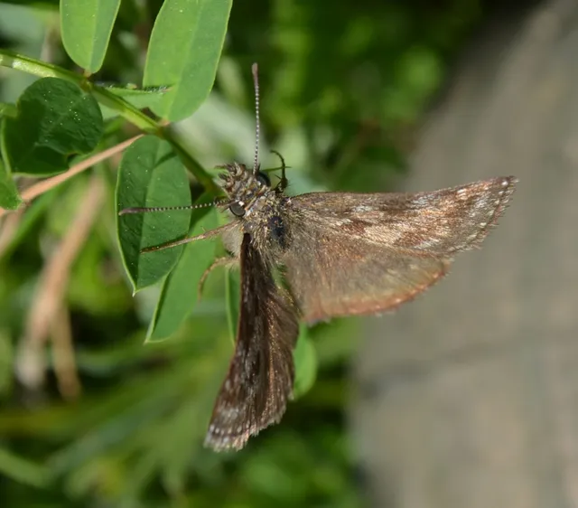 Erynnis tages - cigánylepke