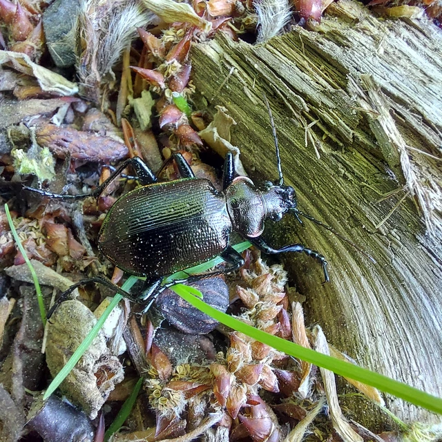 Calosoma inquisitor - kis bábrabló