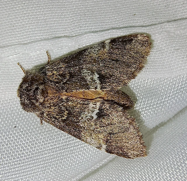 Drymonia dodonea - bélyeges púposszövő