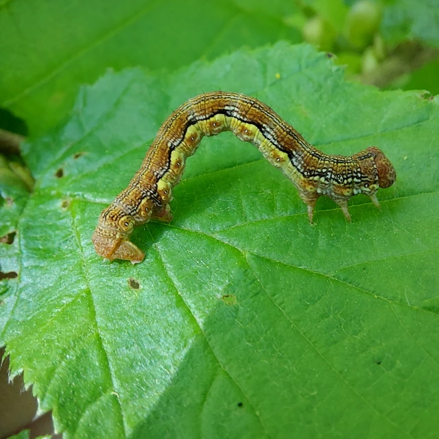 Erannis defoliaria - nagy téliaraszoló
