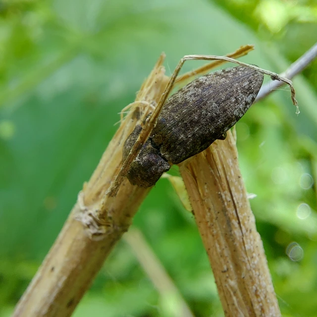 Agrypnus murinus - egérszínű pikkelyespattanó
