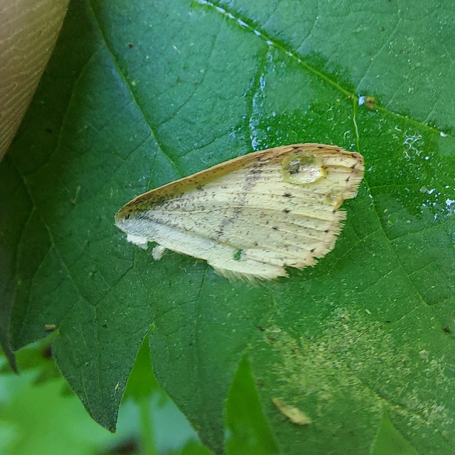 Cyclophora punctaria - sávos pettyesaraszoló
