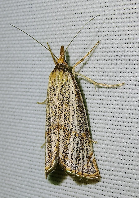 Thisanotia chrysonuchella - tavaszi fűgyökérmoly