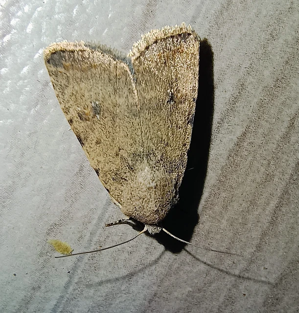Paradrina clavipalpis - közönséges selymesbagoly