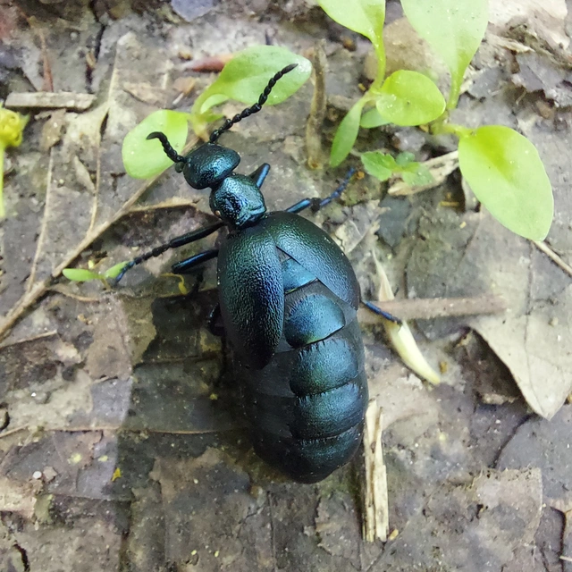 Meloe violaceus - kék nünüke