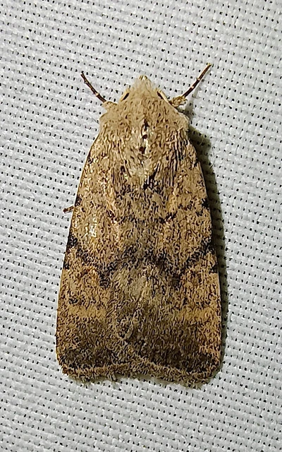 Paradrina clavipalpis - közönséges selymesbagoly