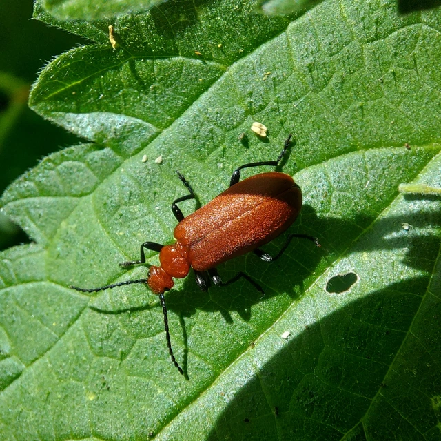 Pyrochroa serraticornis - közép-bíborbogár