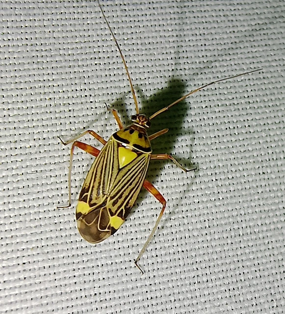 Rhabdomiris striatellus - zebra-mezeipoloska