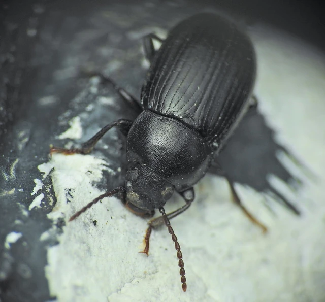 Nalassus dermestoides - rövidszárnyú gyászbogár