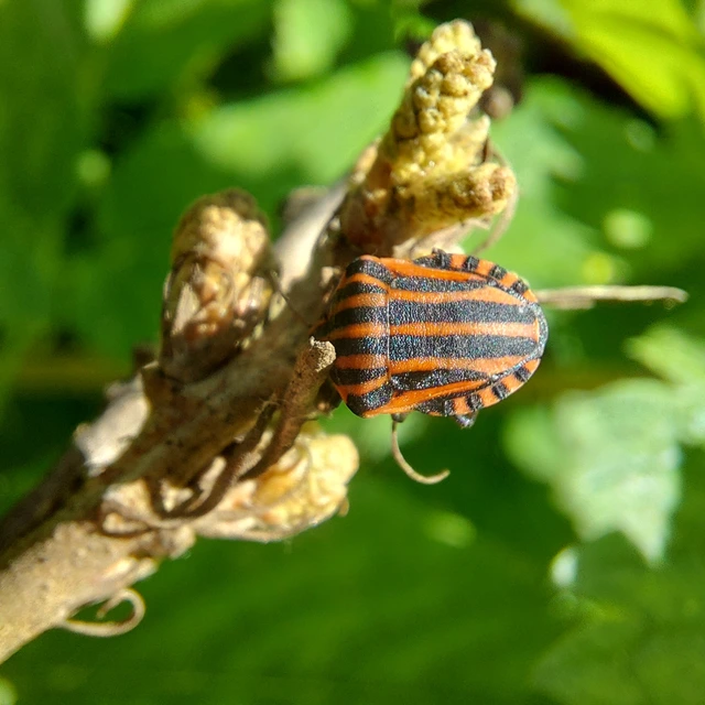 Graphosoma italicum - csíkos pajzsospoloska