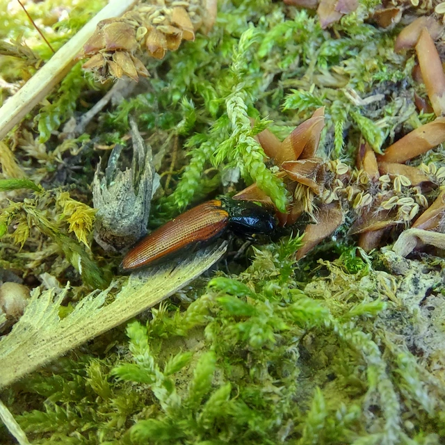 Ampedus