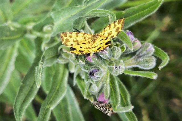 Pseudopanthera macularia - párducfoltos araszoló