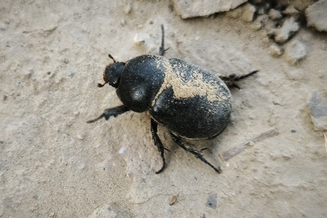 Pentodon idiota - butabogár