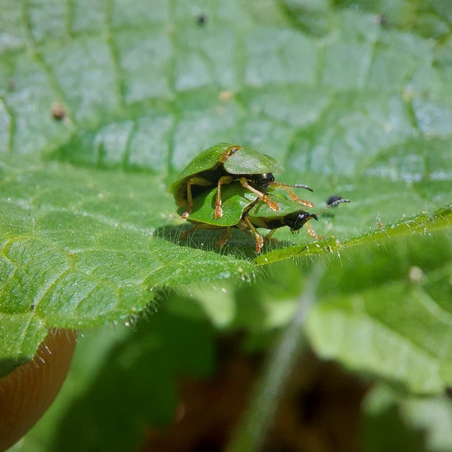 Cassida viridis - zöld pajzsbogár Cassida viridis - zöld pajzsbogár