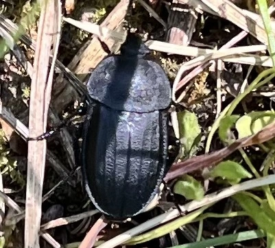 Silpha obscura - közönséges dögbogár