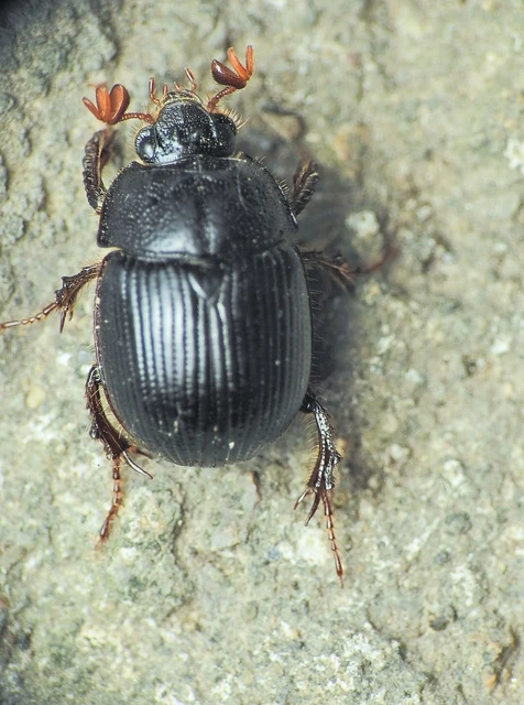 Odonteus armiger - mozgószarvú álganéjtúró