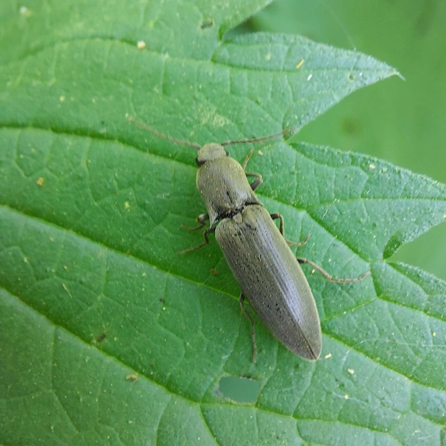 Agriotes