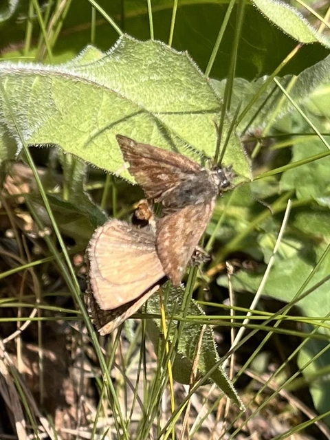 Erynnis tages - cigánylepke