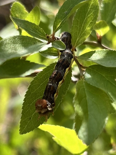 Erannis defoliaria - nagy téliaraszoló