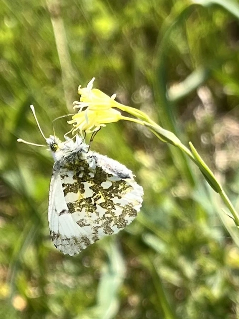Anthocharis cardamines - hajnalpírlepke