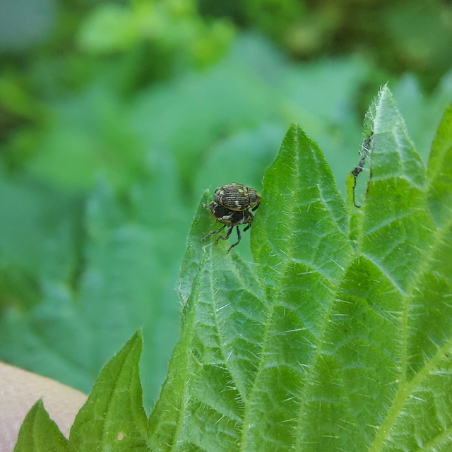 Nedyus quadrimaculatus - közönséges csalánormányos