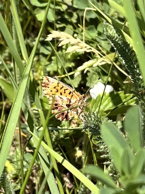 Boloria dia - kis gyöngyházlepke