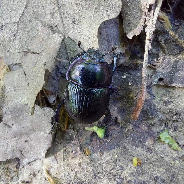 Anoplotrupes stercorosus - erdei álganéjtúró
