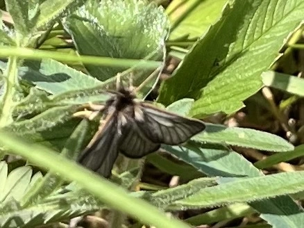 Pentophera morio - réti gyapjaslepke
