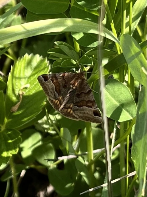 Euclidia glyphica - közönséges nappalibagoly